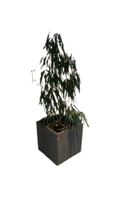 Pot carré 50x50 cm - 3-4